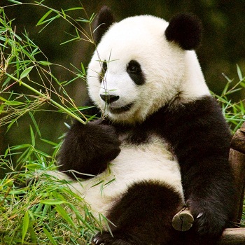 Pandas in China, China Holidays