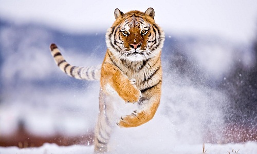 The Ice and Snow Festival in Harbin, China