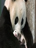 Giant Pandas in Chengdu