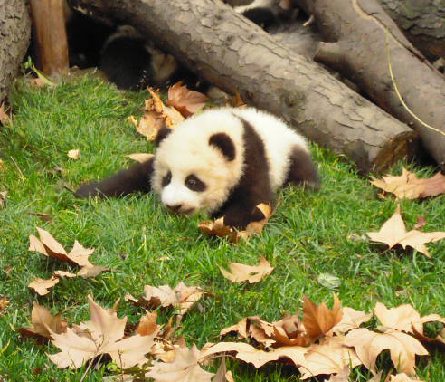 China Tours Travel Advice - The best place to see pandas in China 