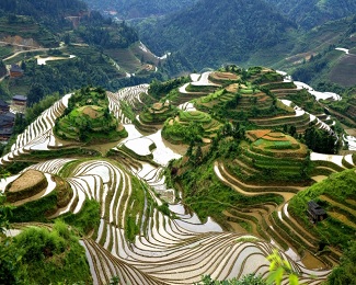 Rice Terraces