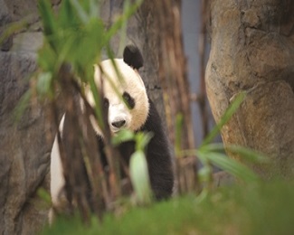 Xi'an tours and China tours - Giant Pandas in Chengdu