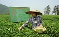 Tea-Plantation-Guilin-China-Holidays.jpg