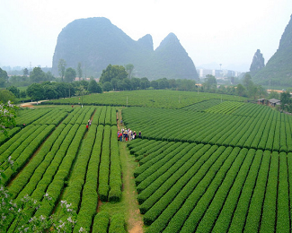 tea fields in guilin